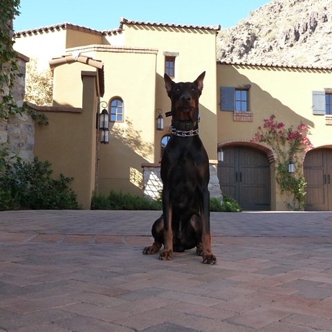 Estate dog training image https://testultk9.wordifysites.com