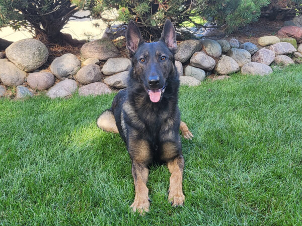 Attached image file hans protection dog image