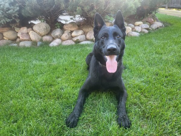 Attached image file ace protection dog image