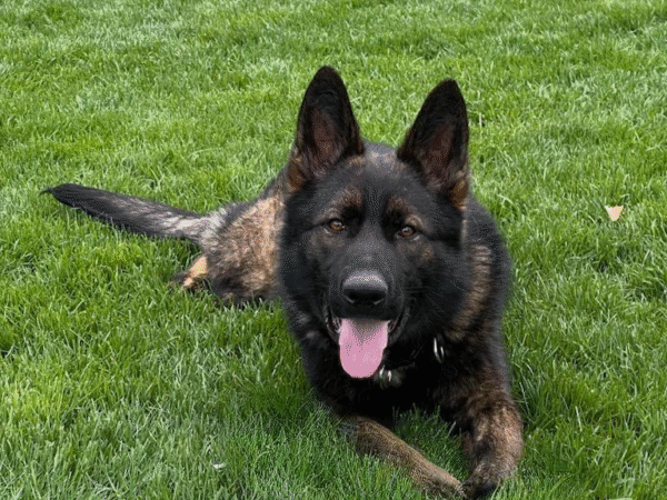Attached image file egon protection dog image