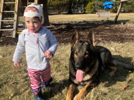 family protection dog with toddler