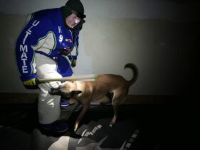 family protection dog https://testultk9.wordifysites.com