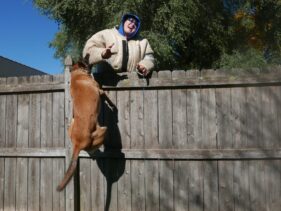 fight drive protection dogs training https://testultk9.wordifysites.com