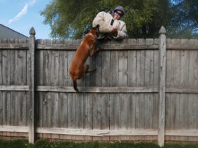 family and estate protection dog training https://testultk9.wordifysites.com