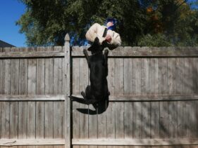 family estate protection dog training https://testultk9.wordifysites.com