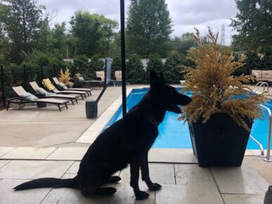 estate protection dog by pool https://testultk9.wordifysites.com