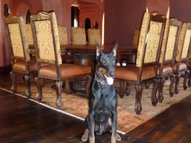 estate protection dog in dining room