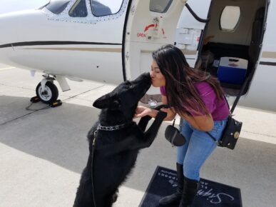 estate protection dog by airplane https://testultk9.wordifysites.com