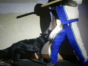 estate protection training dogs https://testultk9.wordifysites.com