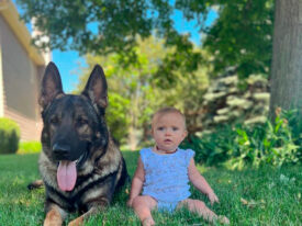 family protection dog and baby