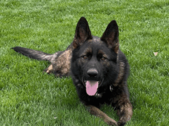 protection dog egon